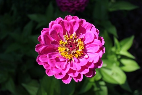 Aug10_zinniaPP