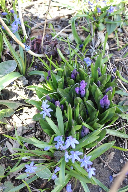 Apr17_hyacinth2