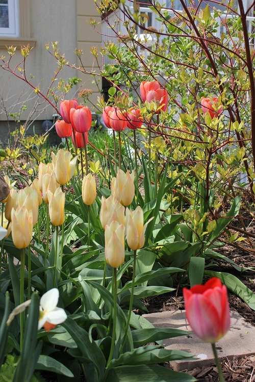 May13_tulips2