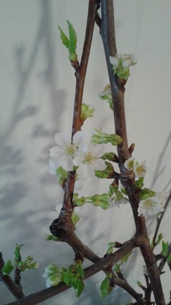 20150416_070542