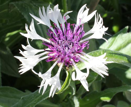 May25_centaurea1