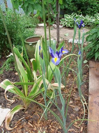 May27_irises