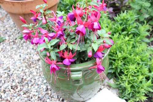 July12_fuchsia