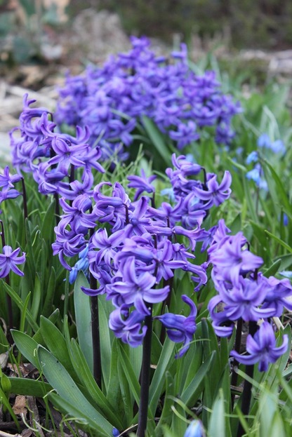 Apr22_hyacinths