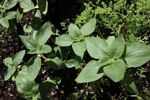 July23_seedlings