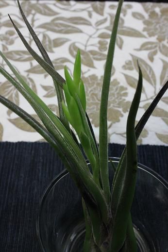 airplants2