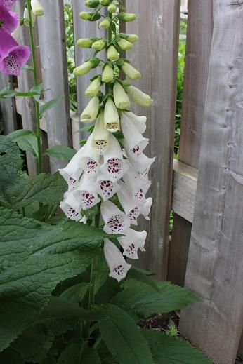 June22_digitalis_white