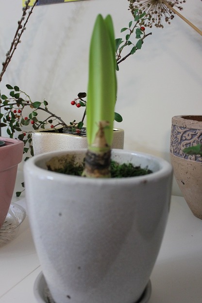 Nov22_amaryllis