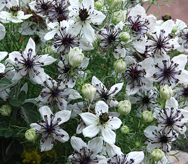 African Bride Nigella