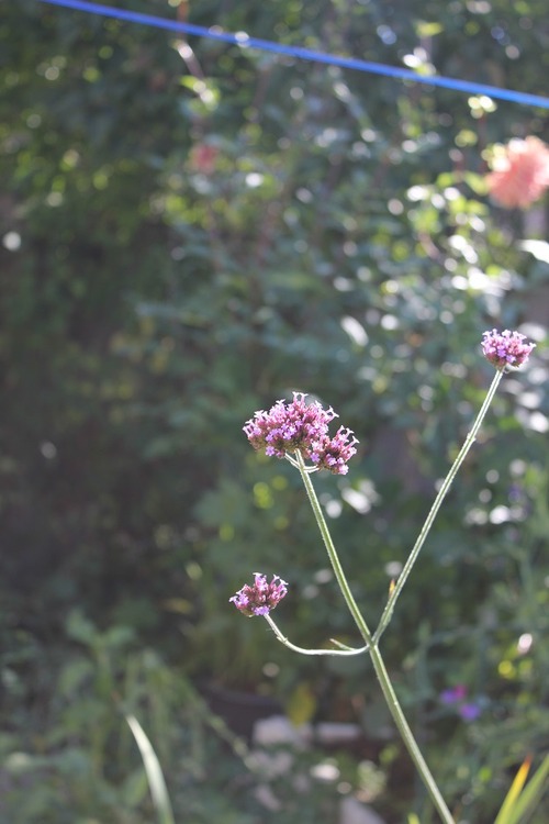 Oct1 (8)