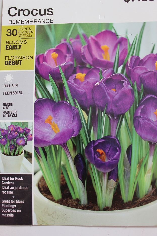 来年用の球根 クロッカス Early Spring Toronto News Letter