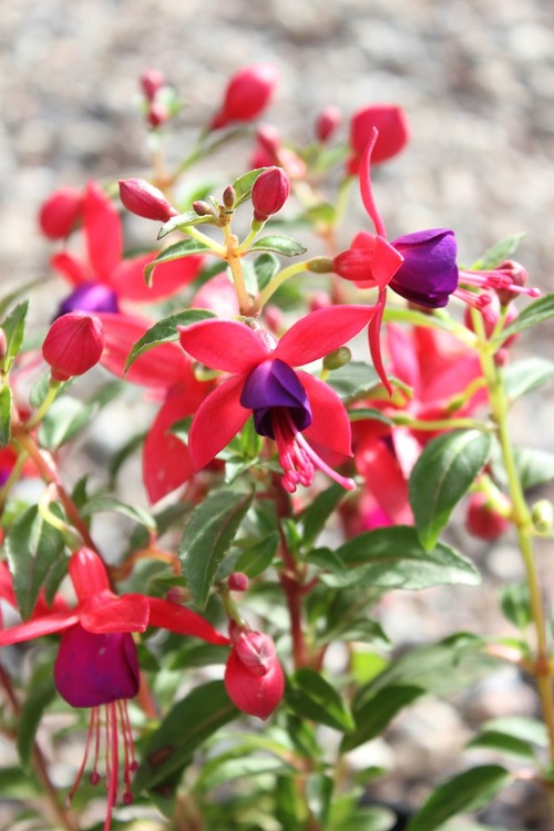May10_fuschia