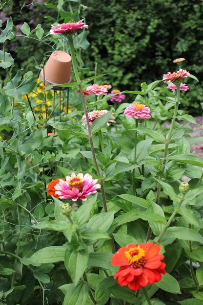 July25_zinnia