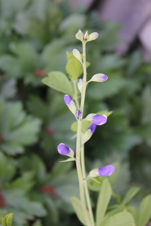 June12_baptisia