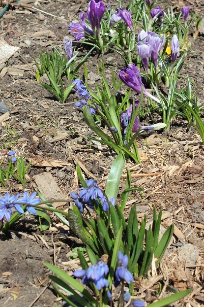 April20_ssbulbs