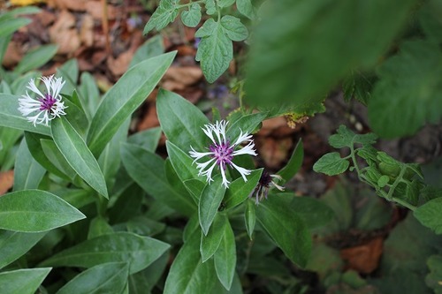 Aug31_centaurea