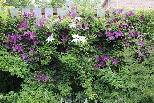 June22_clematiswall