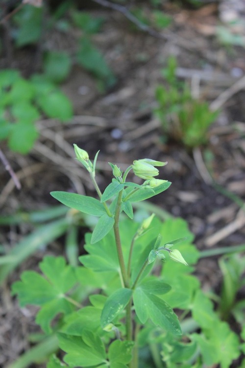 May17_aquilegia