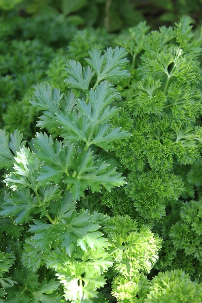 Aug21_parsley