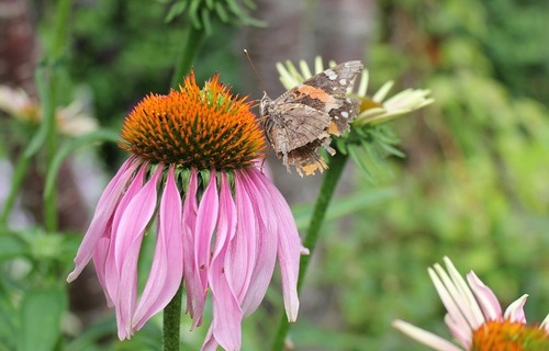 July25_echinacea2