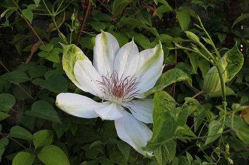 June9_clematisHenryi1