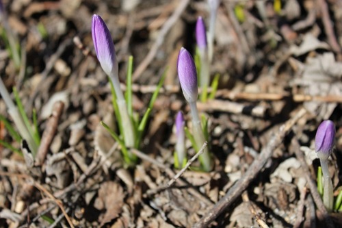 March19_FcrocusP2