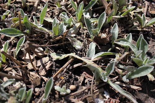 April11_centaurea