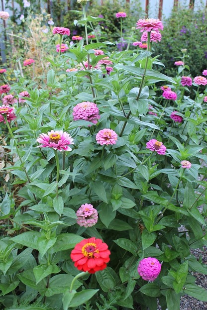 Sept7_zinnias2