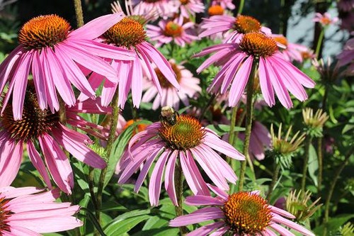 Aug5_echenacea