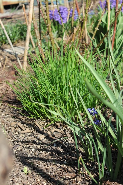Apr22_chives
