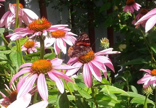July30_echinacea