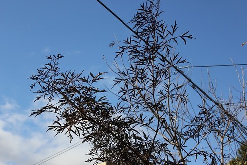 Nov1_bl