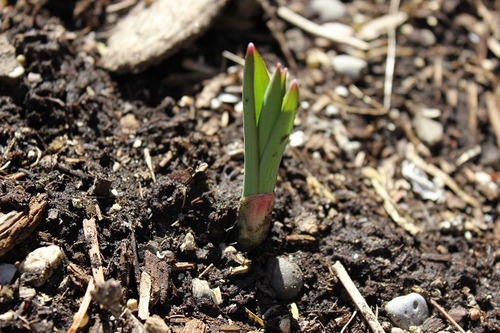 April11_allium