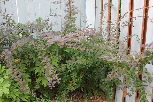 Aug31_barberry