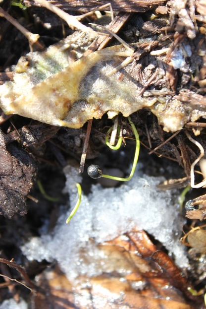 March19_seed