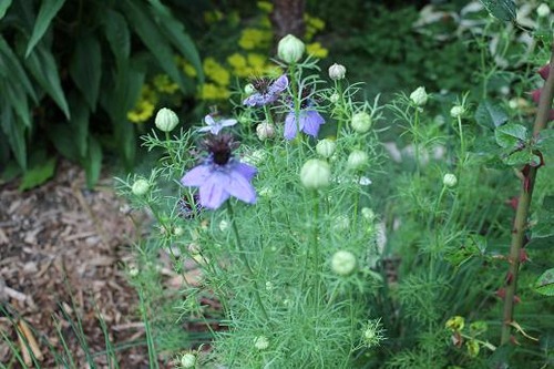 july7_nigella2