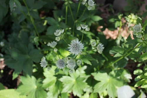 June28_astrantiaSOB2