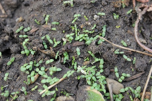 April26_lcs