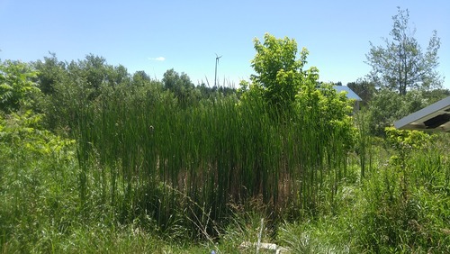 July8_Kortright (9)