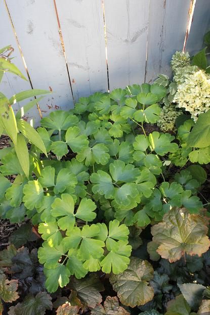 aquilegia