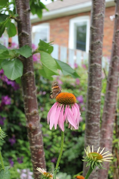 July25_echinacea1