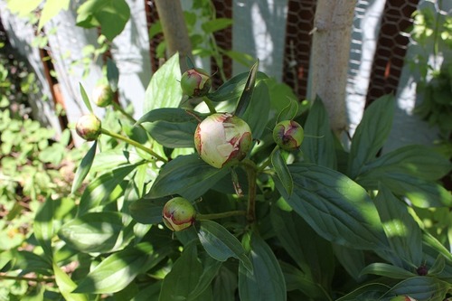 June6_peony2