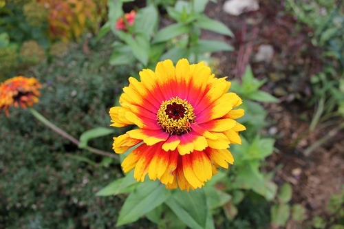 Oct18_zinnia