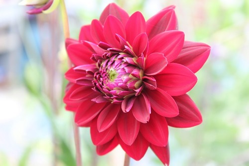 July27_dahliaAR2