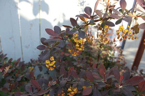 May17_barberry2