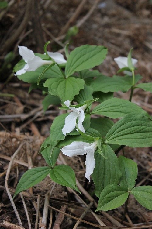 May13_trillium