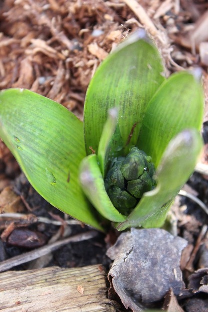 Apr17_hyacinthbuds2