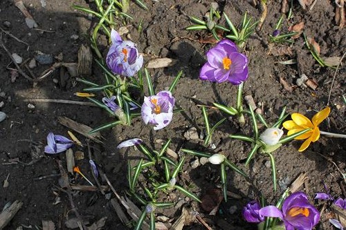April13_crocus1
