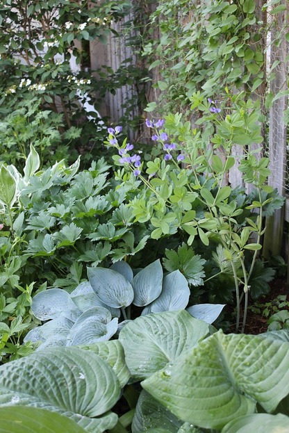 June18_hostas