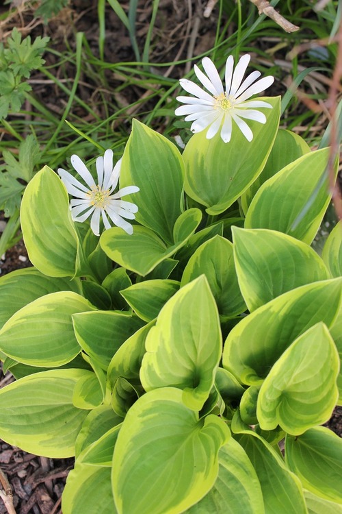 May17_hosta